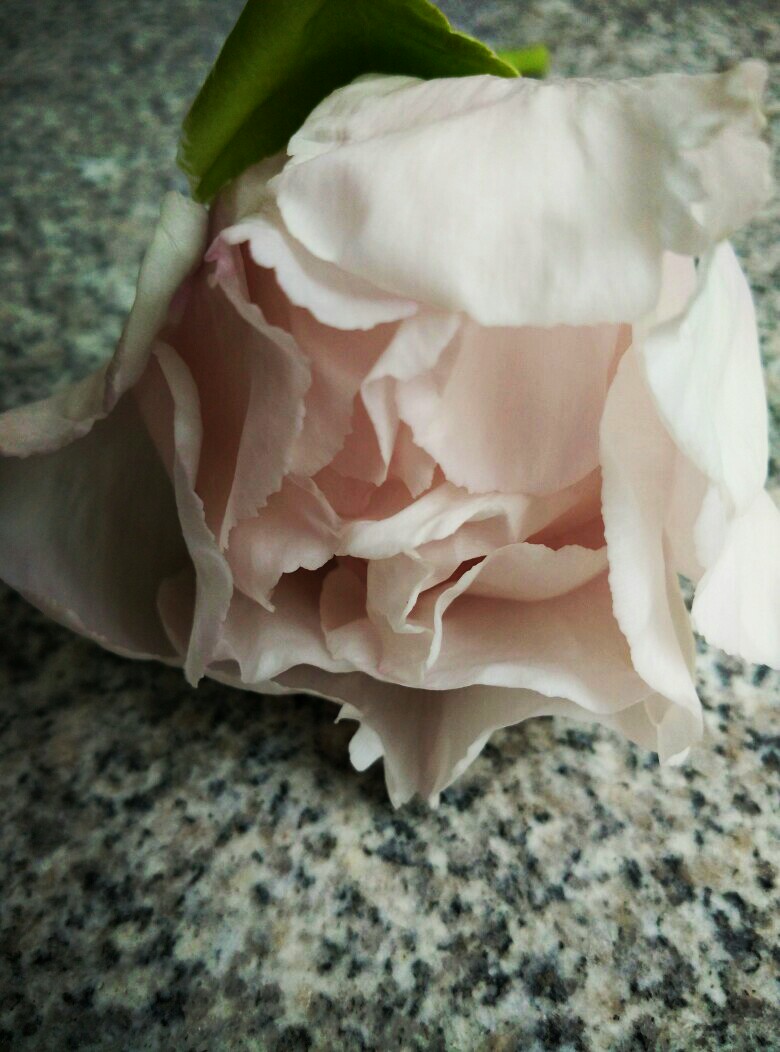 折枝三朵花七瓣,拼凑美好大自然是什么生肖，详细解答、实时解答解释落实