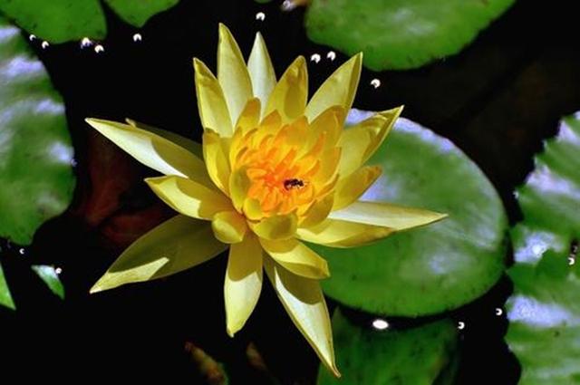 谁言忆苦可思甜，犹似哑子吃黄莲打一正确生肖，详细解答、全面解答解释落实